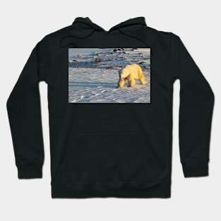 Polar Bear Walking in Footprints, Churchill, Canada Hoodie